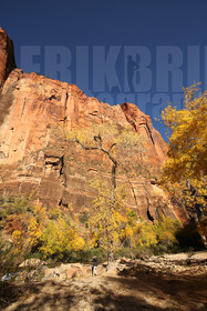 ref-9120-usa18-zion-national-park-utah-usa-photographe-phototheque.jpg