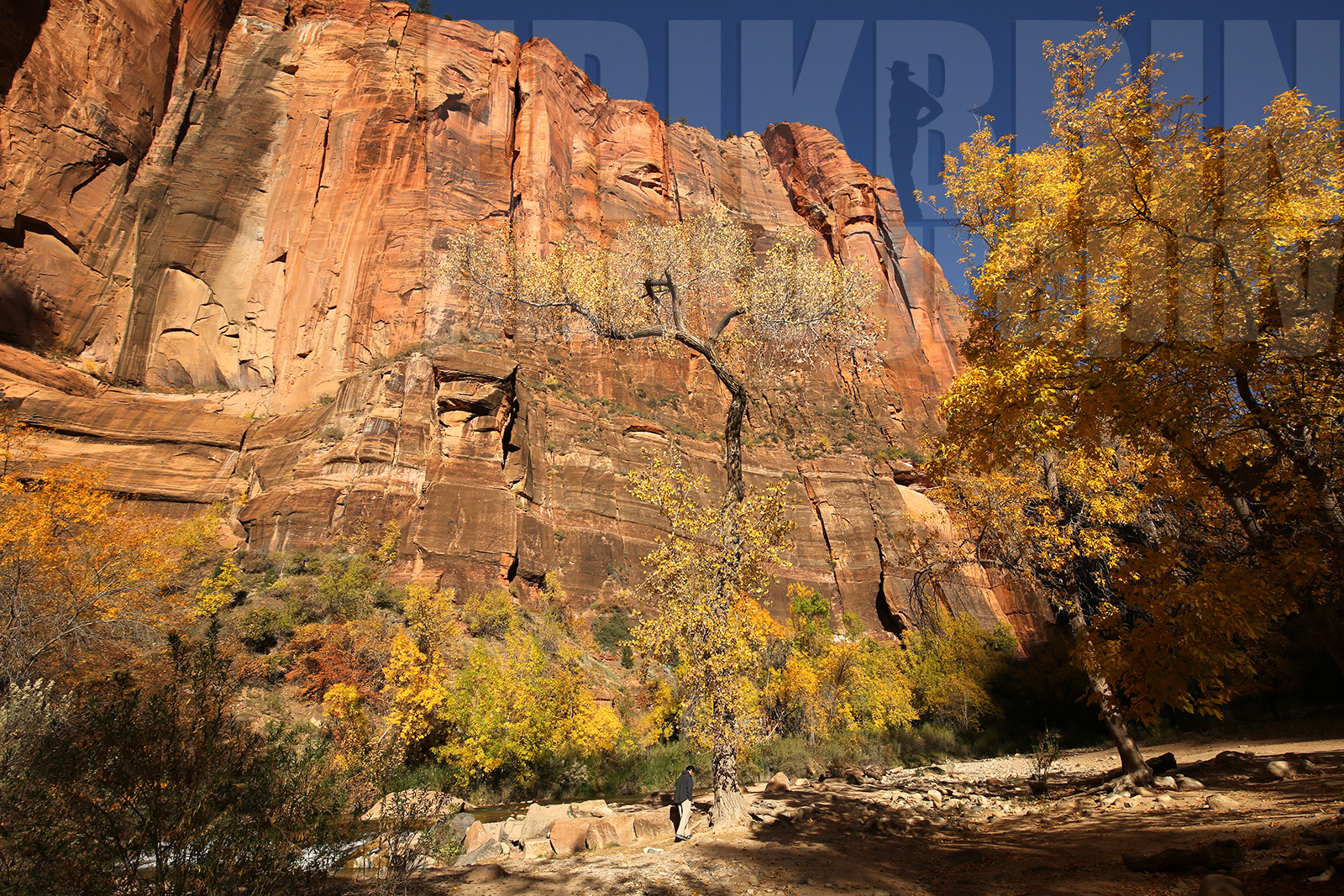 ref-9110-usa18-zion-national-park-utah-usa-photographe-phototheque.jpg